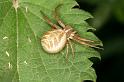 Xysticus_cristatus_D4923_Z_88_Les Gris_Frankrijk